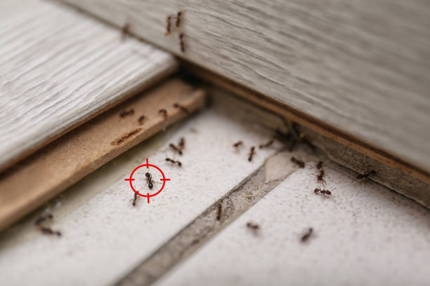 Best Rat Extermination Near Me  in Schaumburg, IL