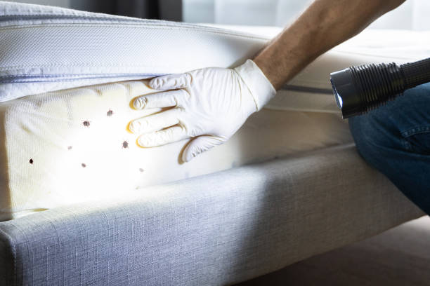 Best Rat Extermination Near Me  in Schaumburg, IL