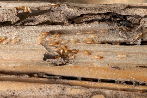 Flea Control Services in Schaumburg, IL