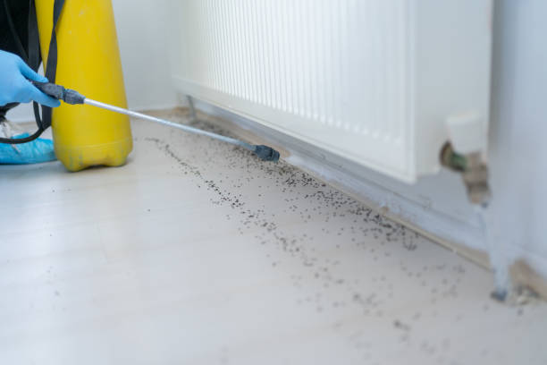 Best Ant Control Services  in Schaumburg, IL