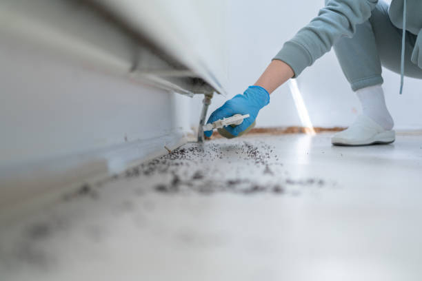 Best Bed Bug Extermination  in Schaumburg, IL